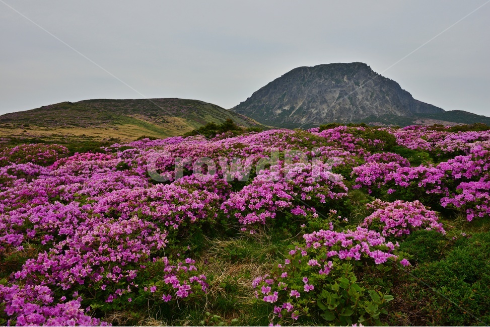 제주,한라산,한라산봄,한라산철쭉,철쭉꽃,봄,계절,철쭉,영실,윗세오름,plant,식물,nature,outdoors,옥외,hill,언덕,경치,경관,풍경,비경,제주봄,자연,풍경,nature,landscape