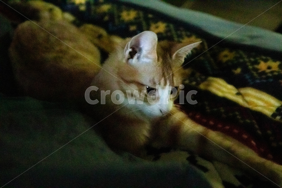 고양이,집고양이,밤고양이,치즈고양이,코리안숏헤어,동물,animal,포유류,mammal,고양이,cat,kitten,kitty