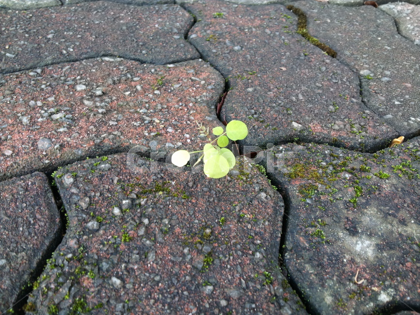 바닥,ground,흙,생명,새싹,탄생
