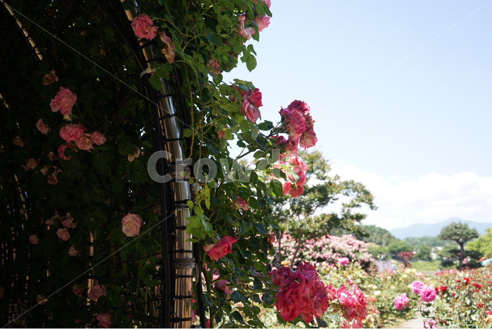 봄,장미,꽃밭,하늘,자연,봄,계절,spring,season,식물,자연,plants,nature,꽃,flower,garden,정원,outdoors,옥외