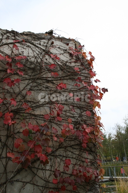 가을,넝쿨,단풍,식물,plant,공원,가을,계절,fall,autumn,season,자연,풍경,nature,landscape,leaf,잎,tree,나무,maple