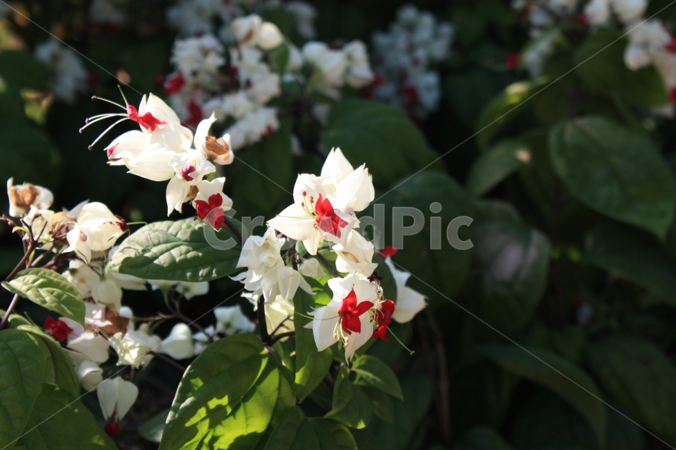정원,꽃,식물,봄,화초,원예,식물,자연,plants,nature,꽃,flower