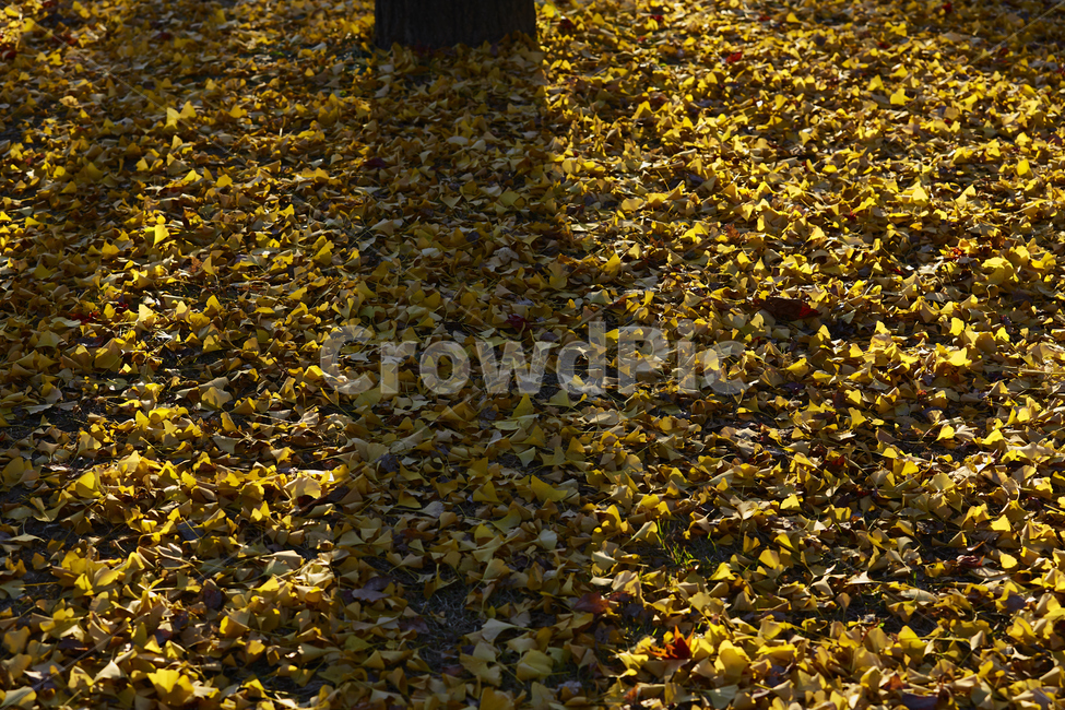 식물,잎,leaf,ground,바닥,은행,그림자,은행나무,은행잎,가을,가을,계절,fall,autumn,season