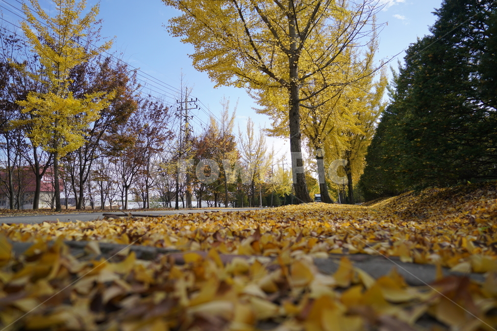 은행나무,은행나무길,은행잎,낙엽,plant,식물,tree,나무,treetrunk,나무줄기,가을,계절,fall,autumn,season,식물,자연,plants,nature,나무,trees,wood