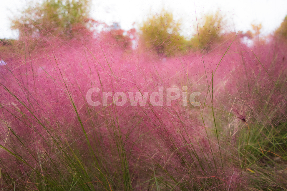 핑크뮬리,핑크,pink,자연,갈대,가을,계절,fall,autumn,season,식물,자연,plants,nature,plant,grass,잔디