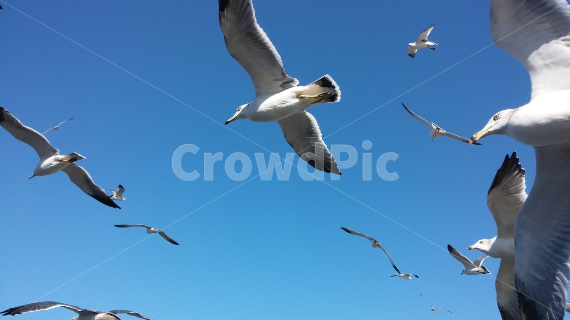 갈매기,새,하늘,새우깡,바다,동물,animal,조류,새,birds