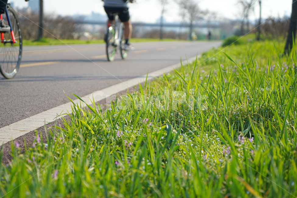 자전거,운동,공원,산책,bicycle,wheel,식물,plant,잔디,grass,bike,vehicle,차량,여름,푸릇,풋풋,초록,그린,녹색,스포츠,레저,운동,sports,leisure,exercise