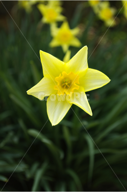 수선화,꽃,봄,봄날,봄풍경,봄꽃,감성,spring,flower,봄길,산책,봄나들이,식물,노란색,초록,봄,계절,spring,season,식물,자연,plants,nature,꽃,flower,plant,blossom,daffodil