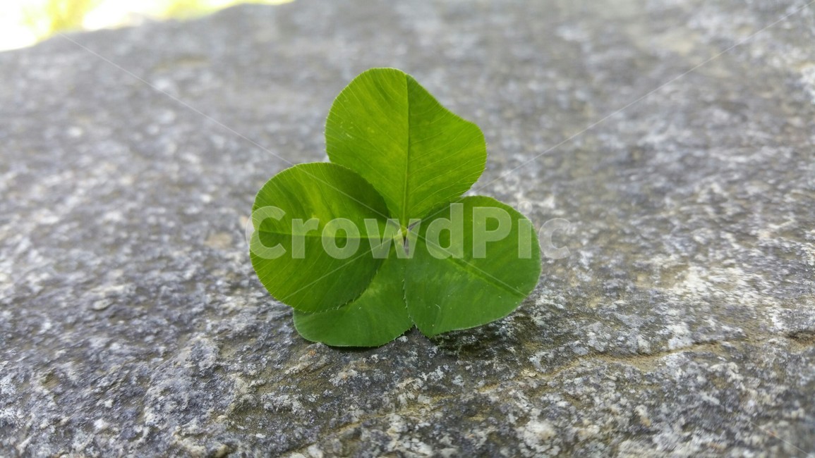 네잎클로버,클로버,잎,식물,자연,leaf,행운,lucky,식물,자연,plants,nature