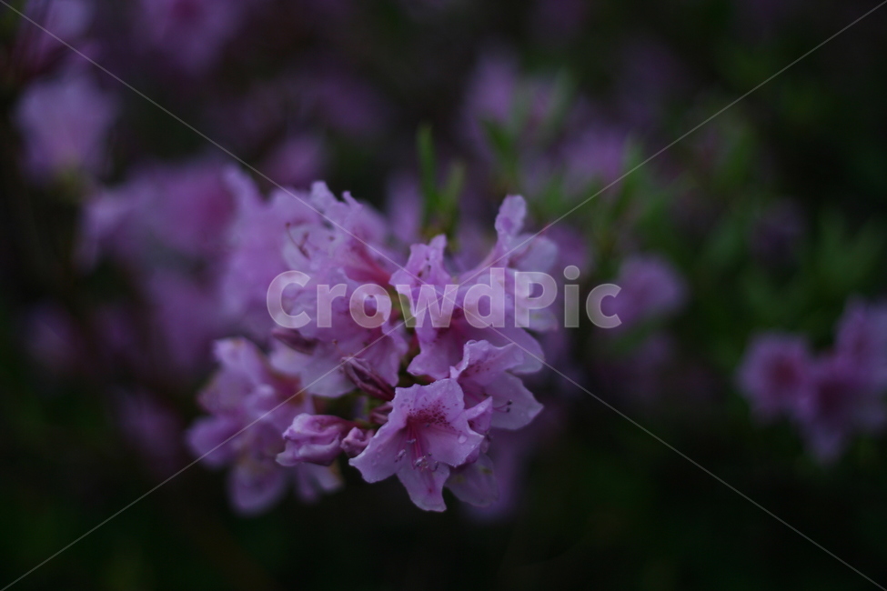 봄,비,봄비,철쭉,사랑의기쁨,봄,계절,spring,season,식물,자연,plants,nature,꽃,flower,blossom,geranium,제라늄,plant