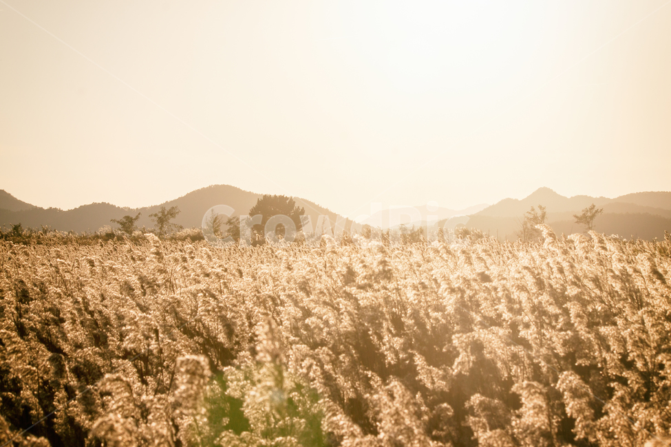 가을,계절,갈대,순천만,자연,풍경,태양,해,햇빛,만,autumn,fall,seasons,reed,suncheonbay,bay,nature,landscape,sun,sunlight,tree,나무,정자,일몰,mountain,산,가을,계절,fall,autumn,season,자연,풍경,nature,landscape,한국자연풍경,한국자연경관,korea nature landscape,감성,sensible,feeling,휴식,힐링,rest,relaxation,healing,plant,식물,field,들,grass,잔디