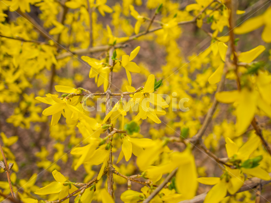 forsythia,개나리,flower,꽃,plant,식물
