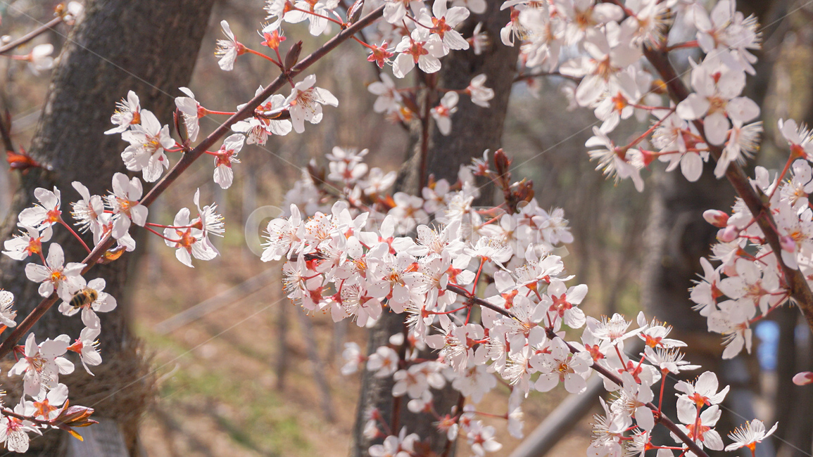 plant,식물,꽃,flower,봄꽃