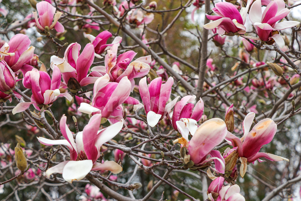 목련,꽃,flower,식물,자연,식물,자연,plants,nature,꽃,flower