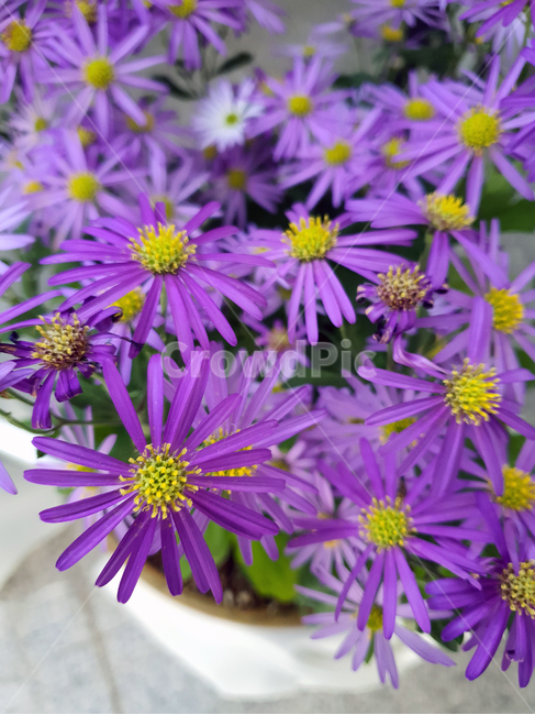 pollen,화분,plant,식물,패랭이,꽃