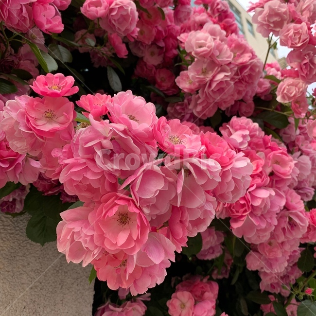 장미,분홍장미,핑크장미,핑크,장미스팟,생생한장미,자연,꽃