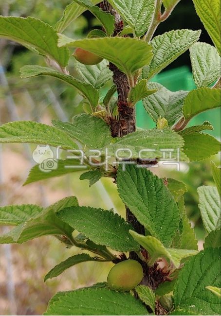 앵두나무,열매,쌍떡잎식물,식이섬유,봄,새콤달콤,과일,fruit,leaf,잎