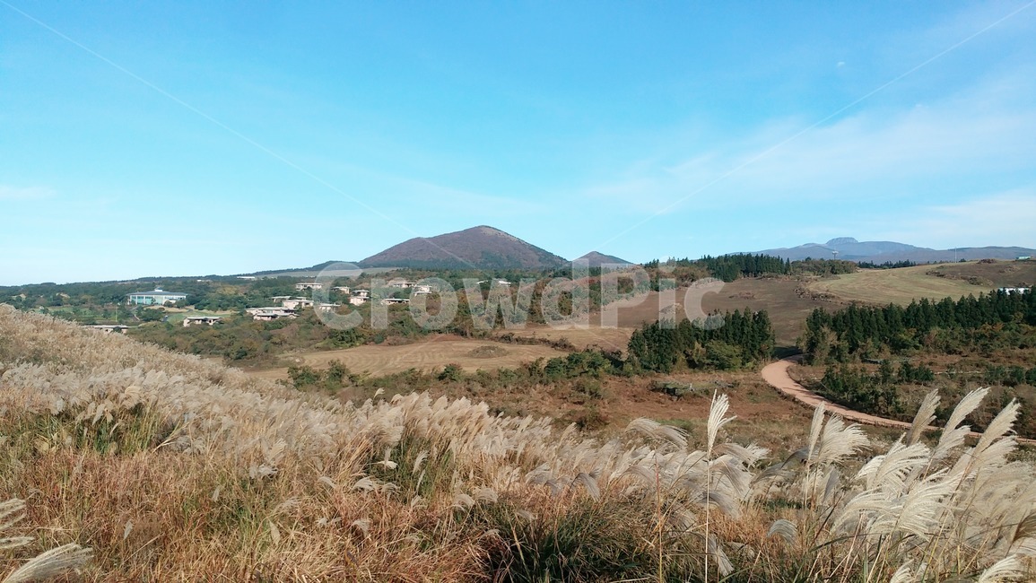 nature,자연,outdoors,옥외,제주,억새,들판,갈대,오름,countryside,hill,언덕,가을