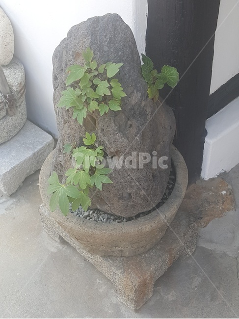 돌,식물,자연,산,한국전통