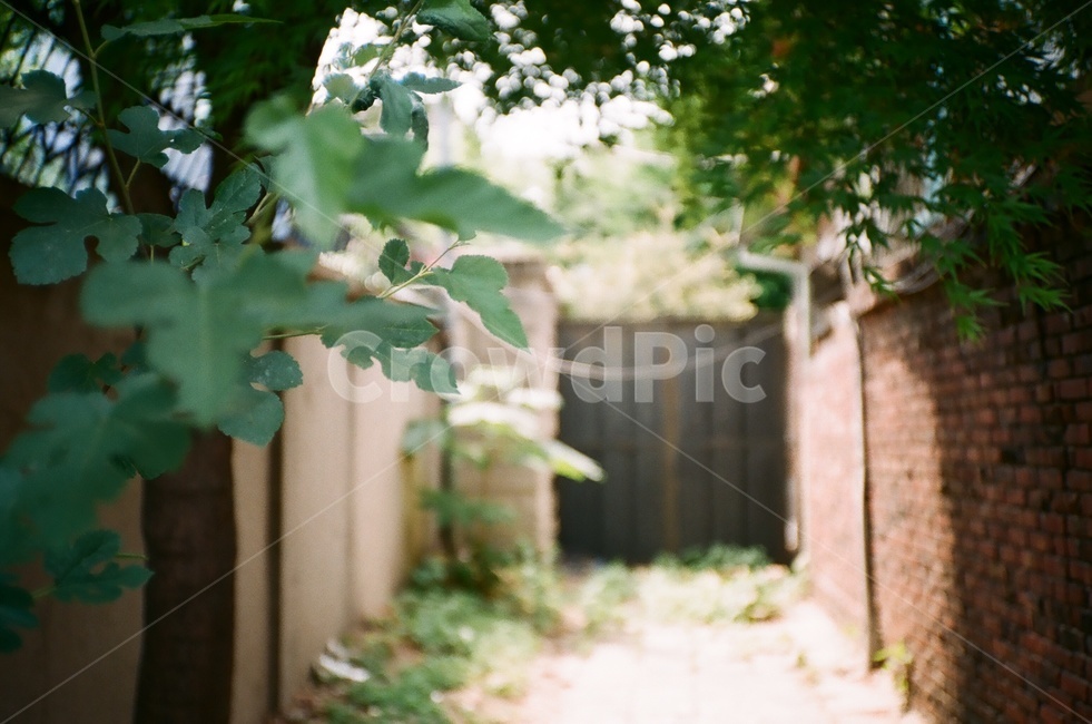 골목,나무,벽돌,집,대문,골목길,alley,식물,자연,plants,nature,감성,sensible,feeling,plant,leaf,잎,tree