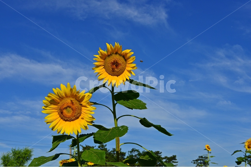 해바라기꽃,plant,식물,flower,blossom,꽃,outdoors,옥외,nature,자연,하늘,구름,파란하늘