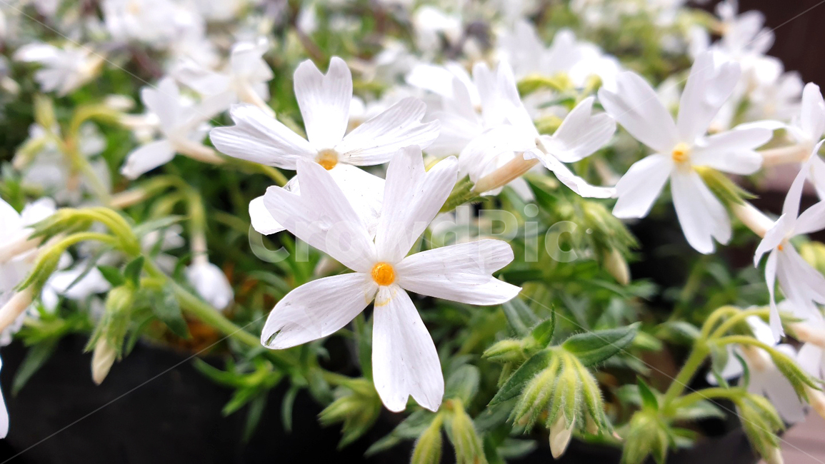 흰꽃,봄,꽃밭,flower,nature,작은꽃,jasmine,봄꽃,연출,설정,식물,자연,plants,nature,꽃,flower