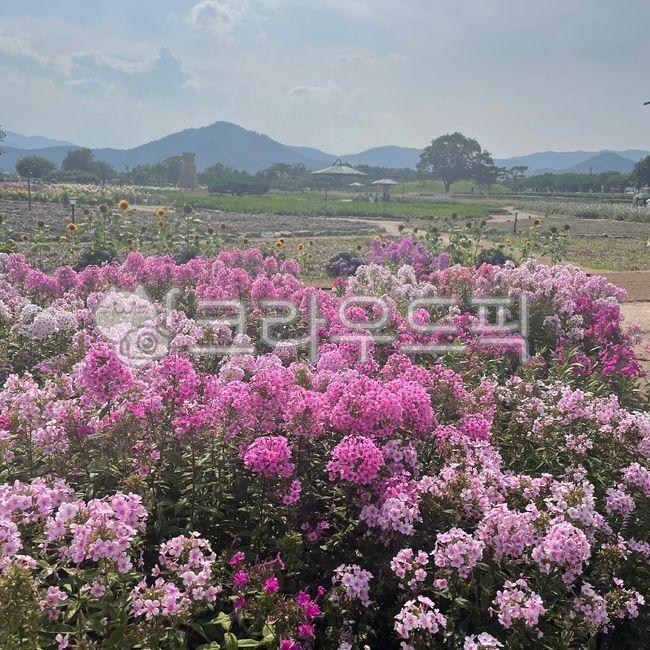 경주,꽃과들판,첨성대주변,자연,첨성대,꽃,분홍꽃