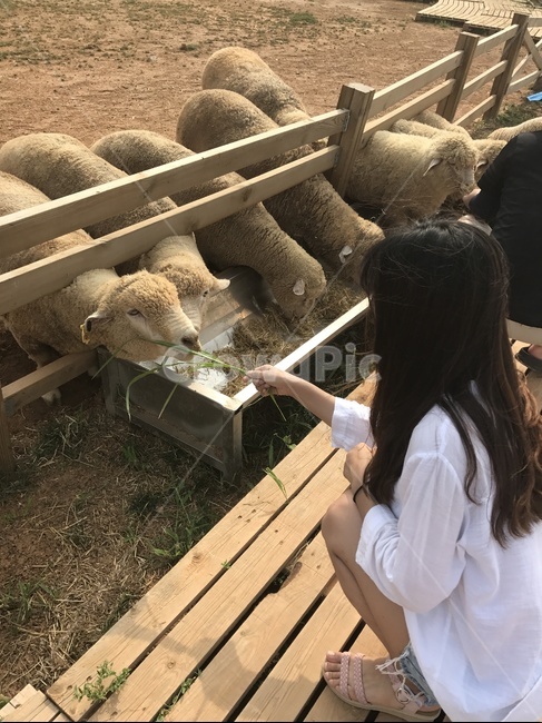 Feeding the sheep,pasture,sheep ranch,sheep,sheep experience