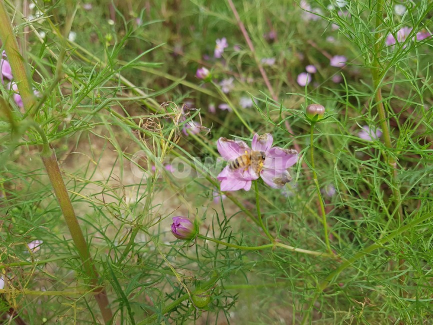 벌,bee,꿀벌,꽃,분홍색,flower,blossom,식물,자연,plants,nature,꽃,flower