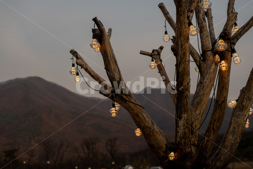 나무,조명,쓸쓸함,가을,가지,야경,밤,풍경,nightscape,night,landscape,식물,자연,plants,nature,나무,trees,wood