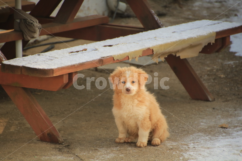 강아지,개,멍멍이,동물,겨울,동물,animal,포유류,mammal,개,강아지,dog,doggy