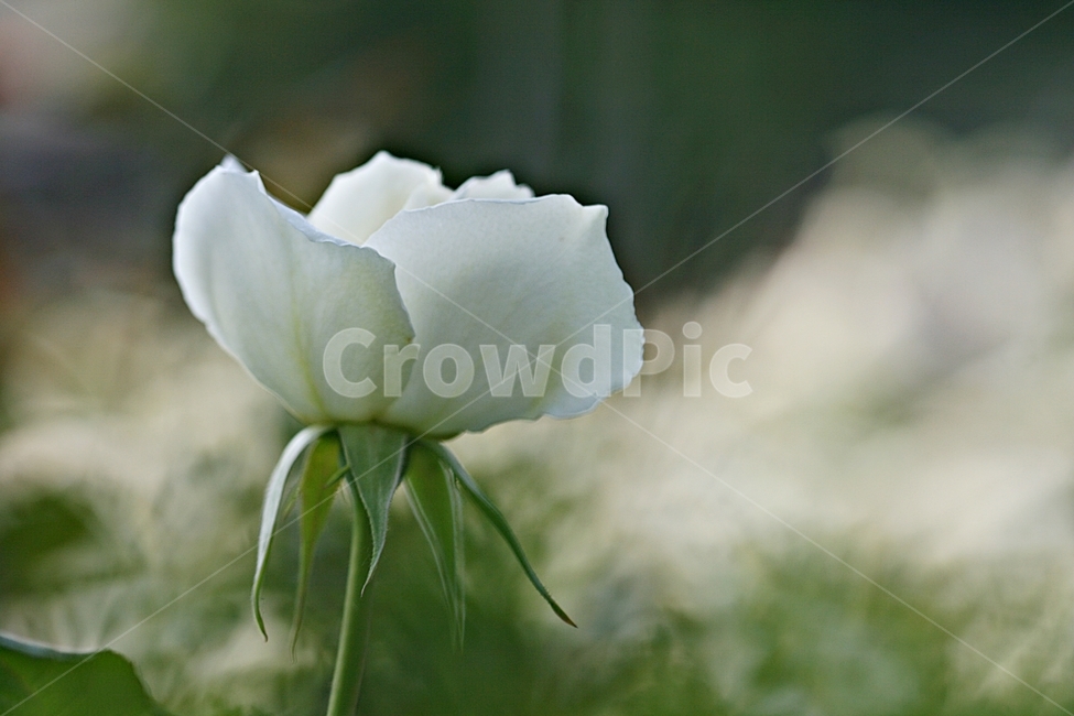 장미,꽃,봄,식물,자연,플라워,축제,식물,자연,plants,nature,꽃,flower