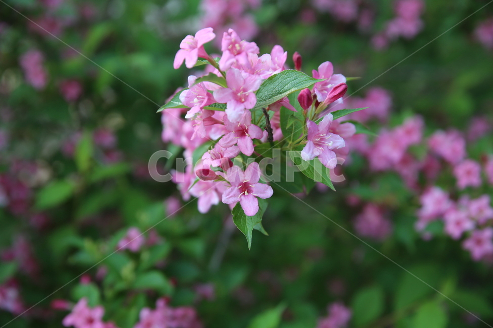 꽃,분홍,핑크,활짝,꽃잎,녹색,봄,꽃밭,꽃술,화이트,예쁜,만개,식물,자연,plants,nature,꽃,flower