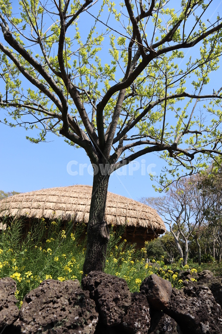 초가집,집,목가적,나무,식물,풍경,봄,spring,plants,trees