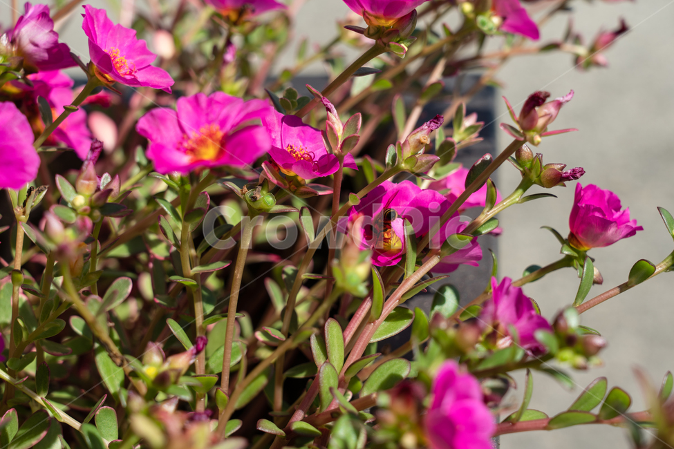 blossom,꽃,plant,식물,flower