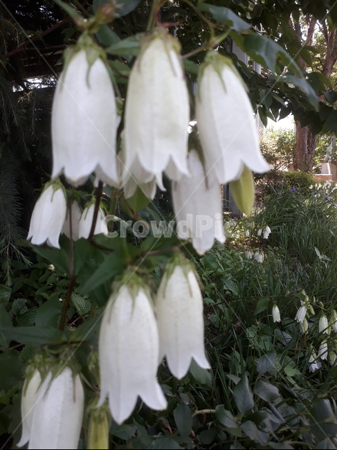 꽃,흰색,식물,초롱꽃,청사초롱,식물,자연,plants,nature,꽃,flower