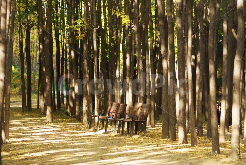서울숲,은행나무숲,벤치,은행나무,그림자,산책길,자연,풍경,nature,landscape,식물,plants,나무,trees,wood,휴식,힐링,rest,relaxation,healing,tree,plant