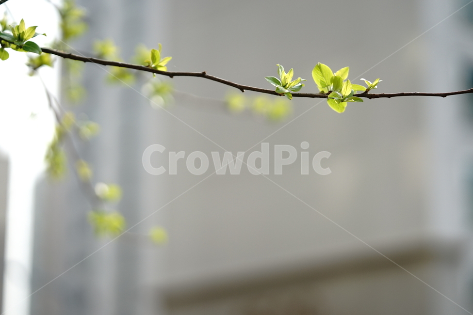 봄,계절,봄철,나무,생명,자연,잎,풍경,풍경사진,나뭇가지,감성,감성샷,감성사진,녹색,그린,봄,계절,spring,season,식물,자연,plants,nature,plant