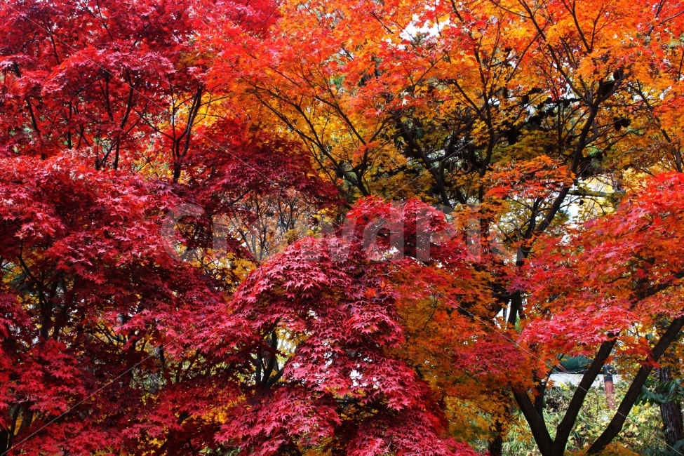 보라매공원,공원,야외,자연,소풍,나들이,단풍,단풍나무,붉은색,빨간색,울긋불긋,알록달록,나무,식물,가을,하늘,자연,풍경,nature,landscape,가을,계절,fall,autumn,season,leaf,잎,plant,tree,maple