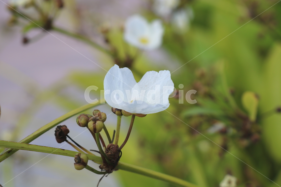 물수선화,꽃,택사,식물,자연,수선화,택사꽃,수생식물,쇠태나물,나물,관상용,흰꽃,식물,자연,plants,nature,꽃,flower