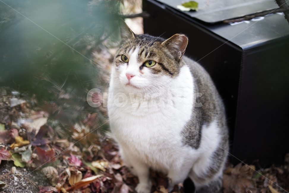 고양이,길고양이,길냥이,애완동물,반려동물,생명,자연,야생,동물,포유류,야생동물,야생고양이,미묘,미냥,cat,kitty,kitten,cute,lovely,adorable,pet,animal,street,streetcat,stray,straycat,wild,wildlife,wildcat,wildanimal,nature,natural,beauty,beautiful,동물,animal,포유류,mammal,고양이,cat,kitten,kitty
