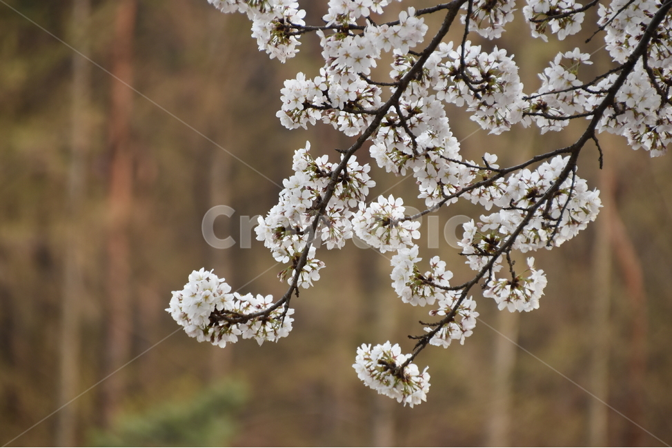산청,산청벚꽃,적지벚꽃,벚꽃,산청읍,봄,계절,spring,season,식물,자연,plants,nature,꽃,flower,plant,blossom,cherry blossom