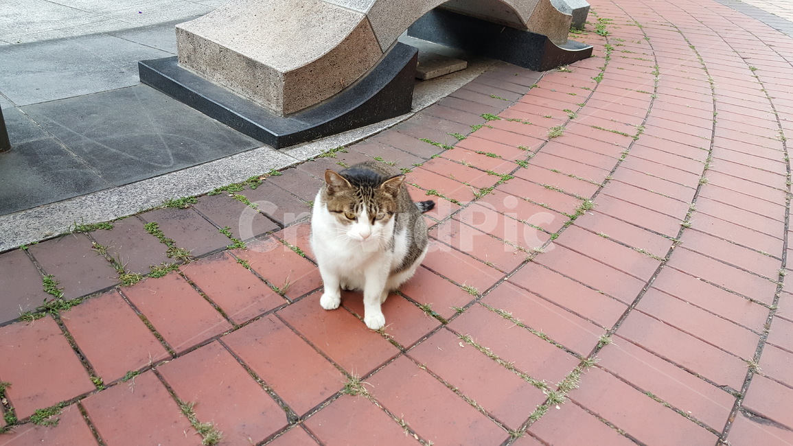 cat,anima,straycat,고양이,길냥이,길고양이,동물,동물,animal,포유류,mammal,고양이,cat,kitten,kitty