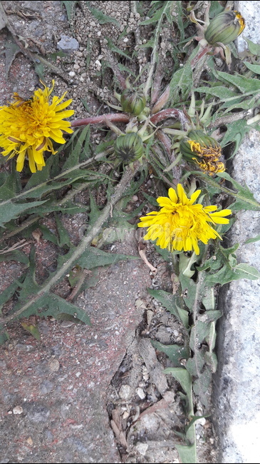 spring flowers,dandelion flower,dandelion,flower