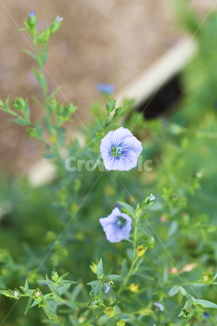 꽃,식물,flowers,plants,보라꽃,식물,자연,plants,nature,꽃,flower