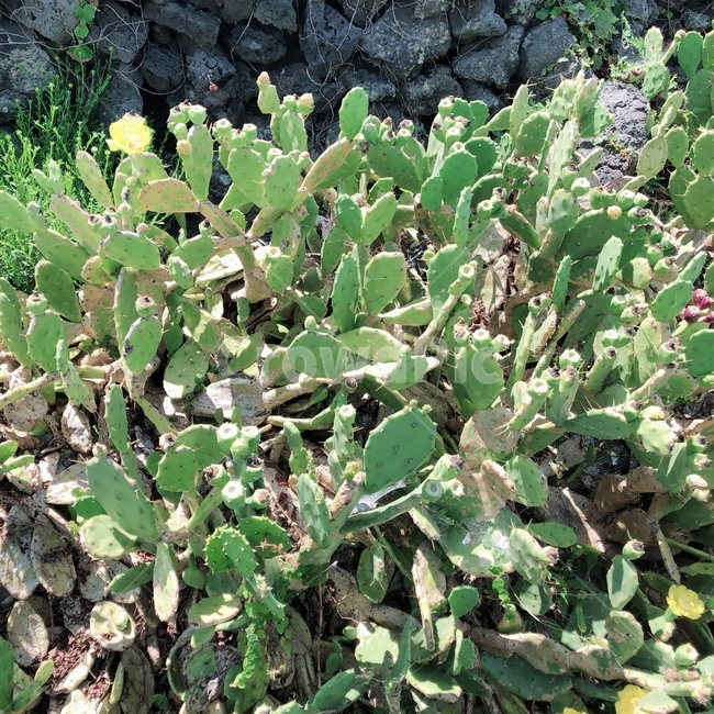 선인장,자연,풍경,plant,식물,예쁜,식물,자연,plants,nature