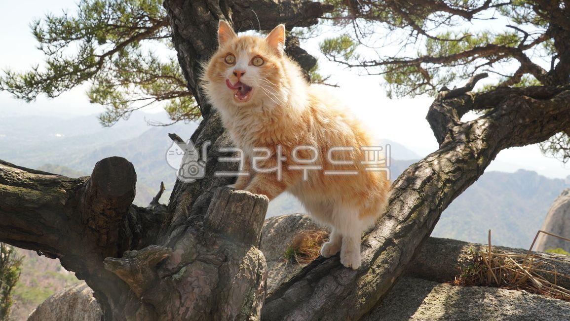 노르웨이숲고양이,야생고양이,노란색,길고양이,포유류,소나무,영역동물