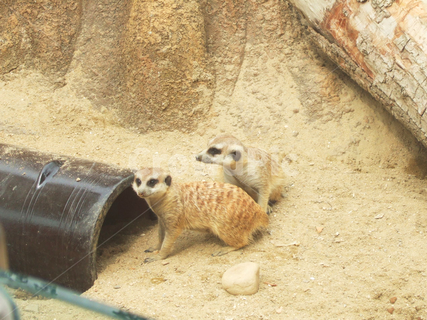동물,미어캣,두마리,귀여움,동물원,포유류,animal,meerkat,mammalia,cute,동물,animal,포유류,mammal