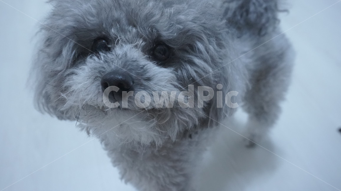 강아지,푸들,반려견,dog,동물,실버푸들,반려동물,poodle,토이푸들,애완동물,애완견,동물,animal,포유류,mammal,개,강아지,dog,doggy