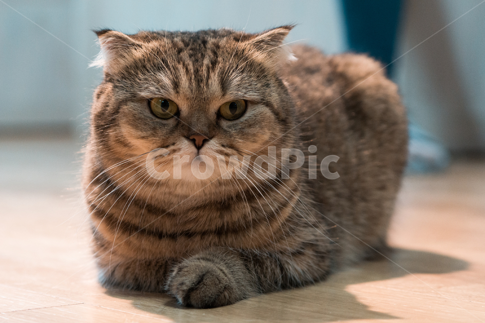 고양이,냥이,집사,시크,감성,동물,animal,포유류,mammal,고양이,cat,kitten,kitty